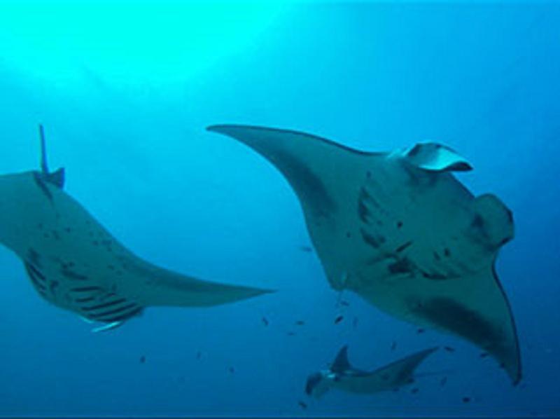 White Sand Dhigurah Dhigurah  Exterior foto